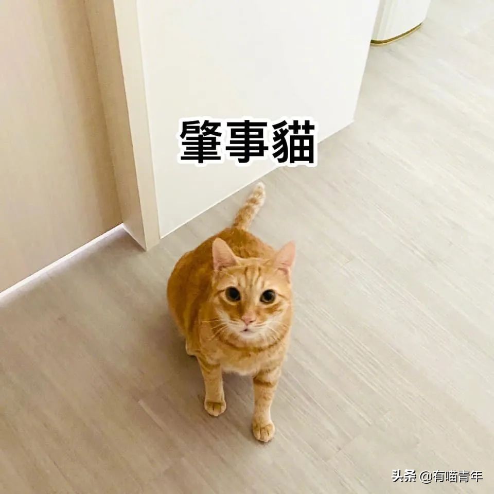 全世界唯一一只世界上最大的猫,世界上最小的体型最大的猫