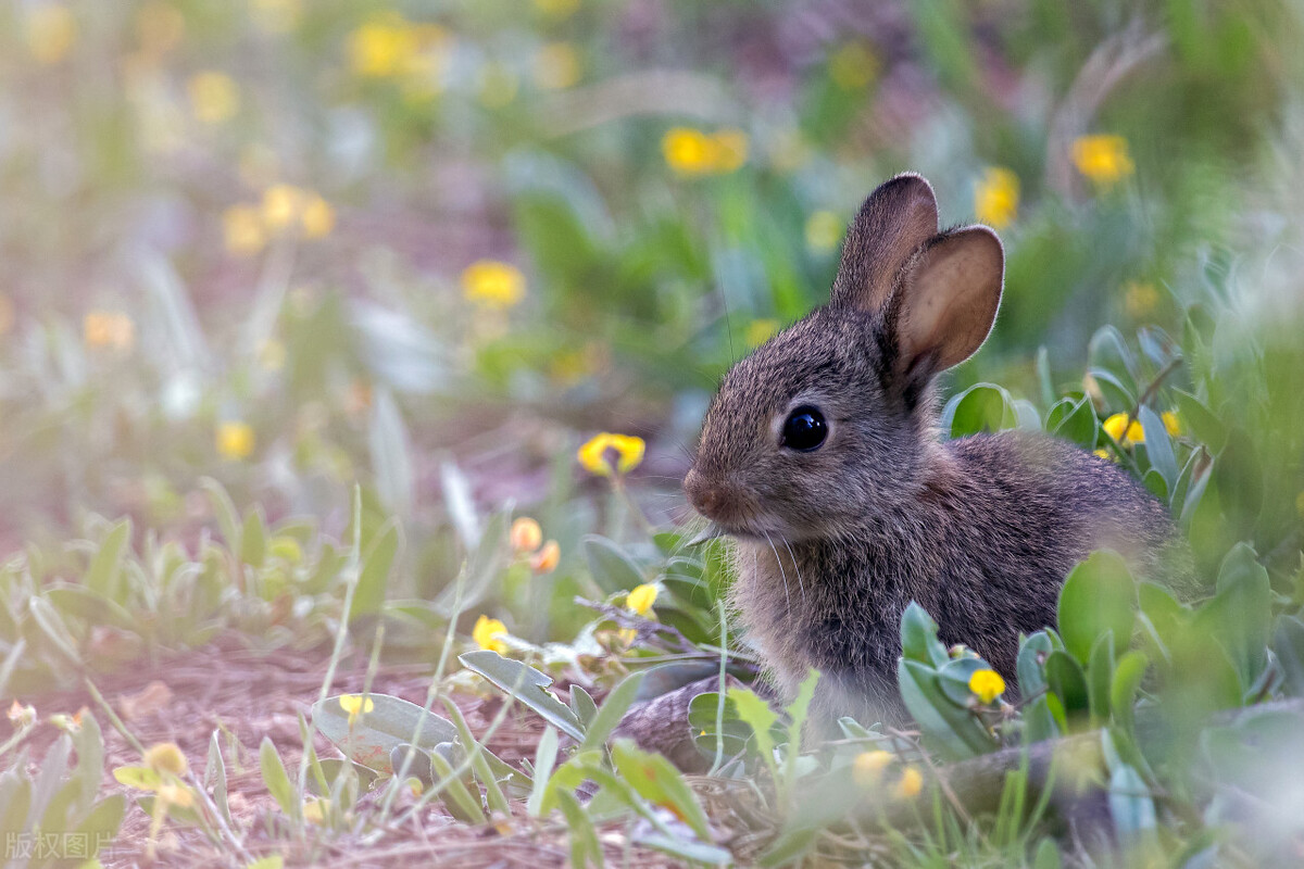 关于兔子以及兔子特征的英文对话,兔子短语英语
