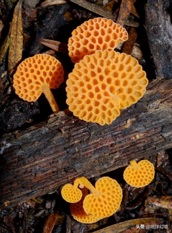 世界上最奇怪最大最恐怖的蛇图片,世界上十大恐怖诡异蛇