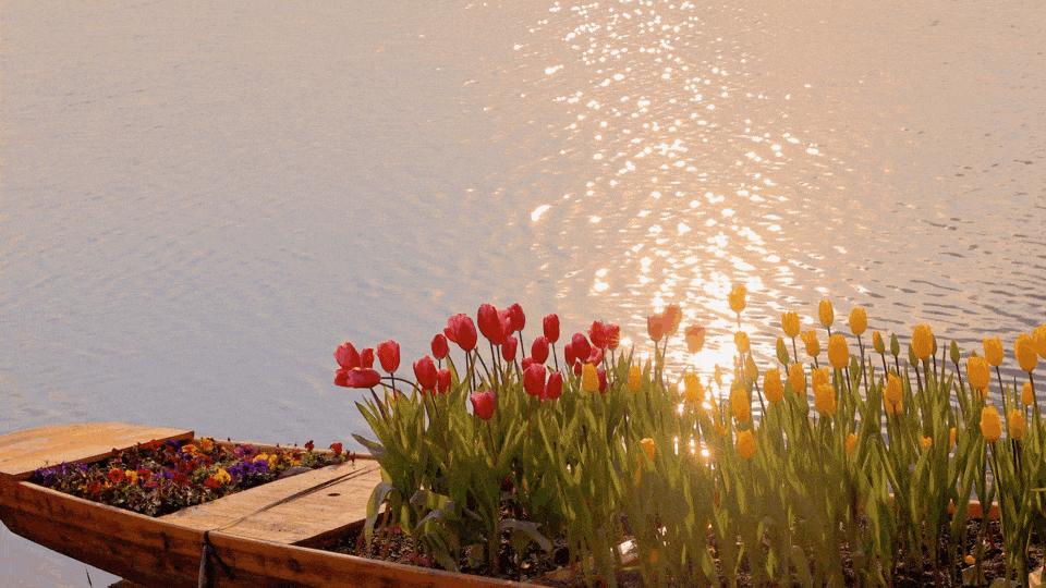 上海的浪漫鲜花,上海最美的鲜花