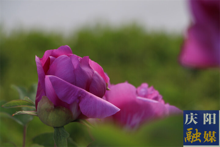 【美图庆阳】三月牡丹呈艳态,壮观人间春世界