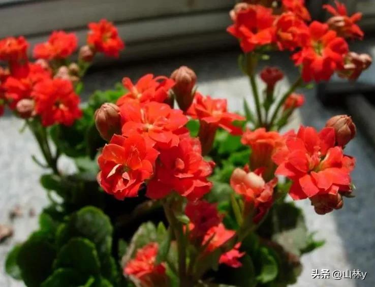 五颜六色的花朵养眼舒心,灵动秀美的花朵图片