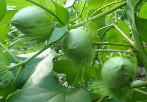 风情文章,济南最好的烧烤排名