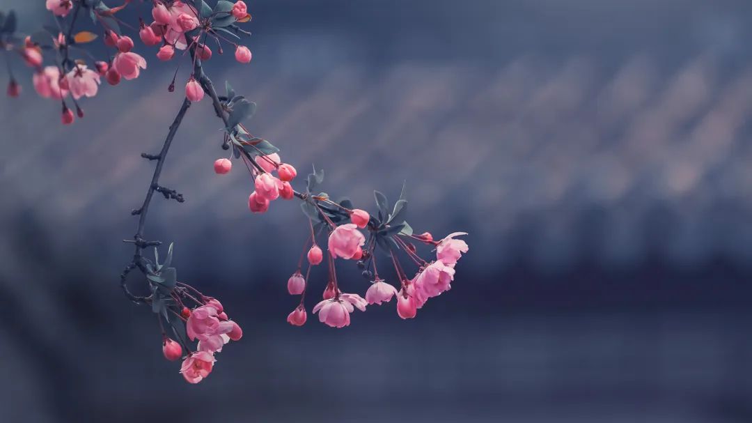 咏春最美诗词赏析,十首最美咏春诗词