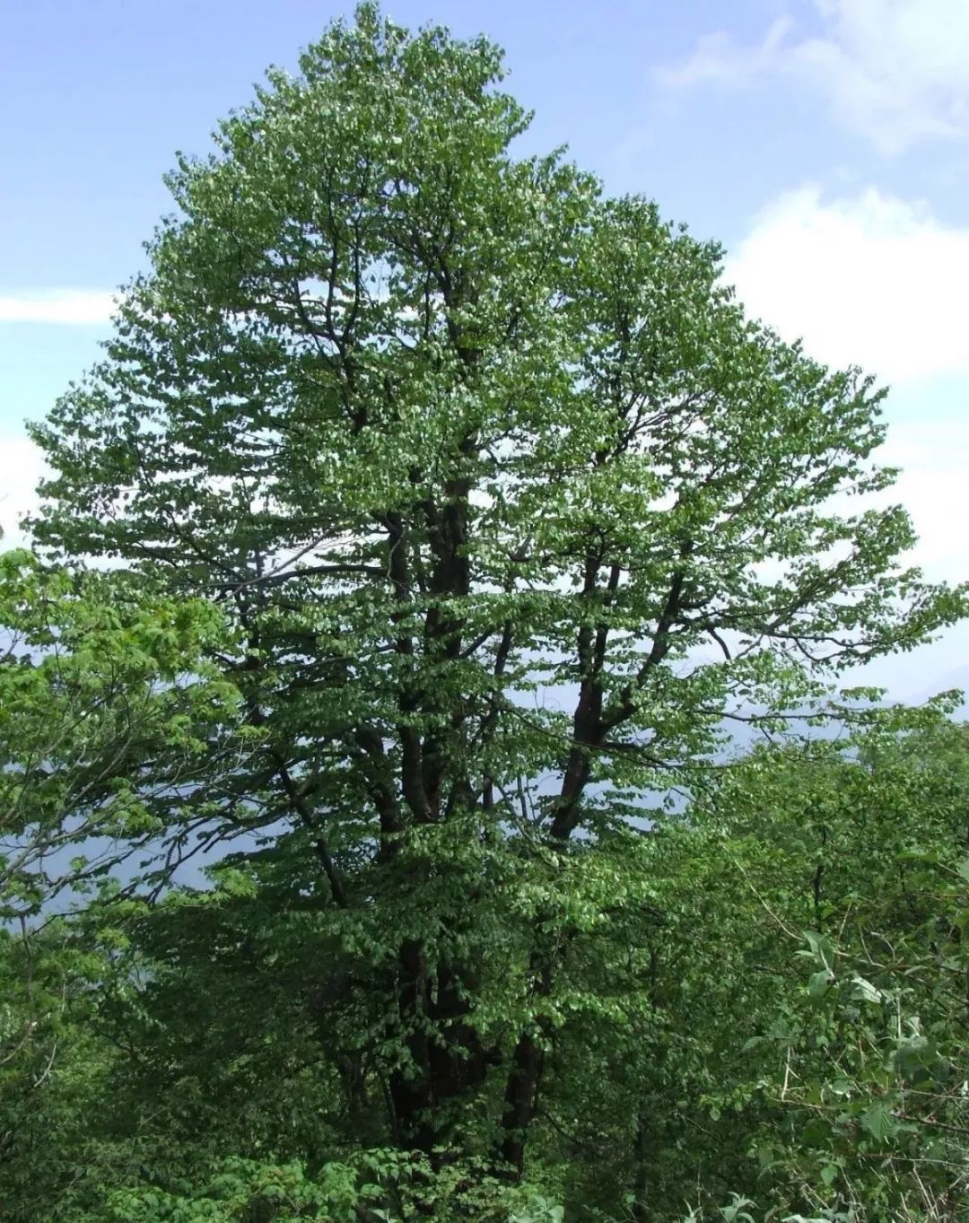 都江堰熊猫谷里的国宝,都江堰市大熊猫国家公园