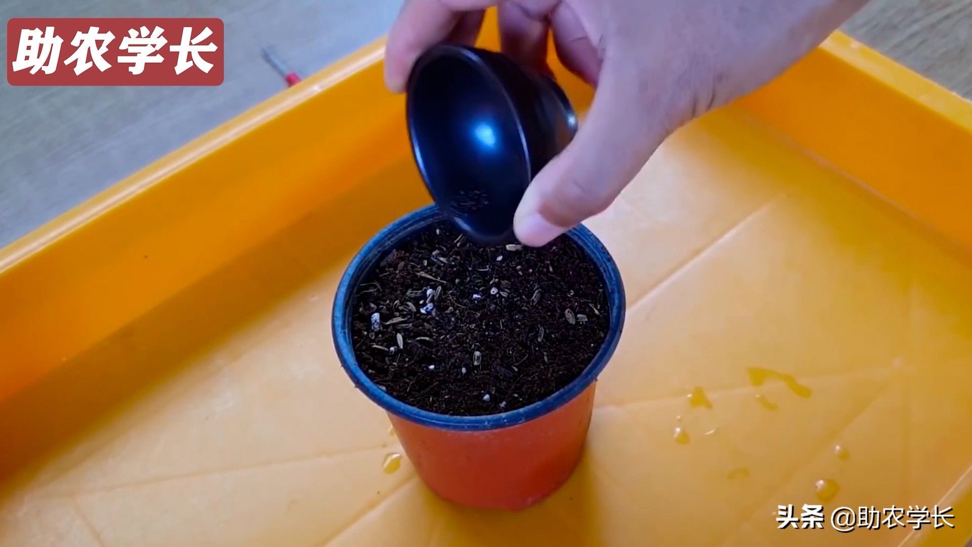 火龙果种子种植到结果的技术方法,如何培育火龙果又大又甜