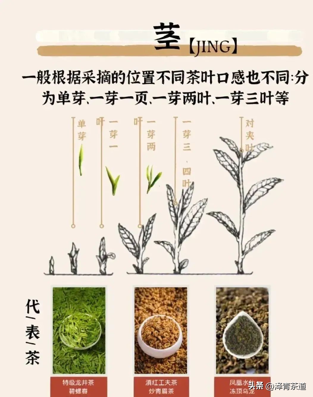 为什么茶树的南比北多,茶树生长的原因有哪些