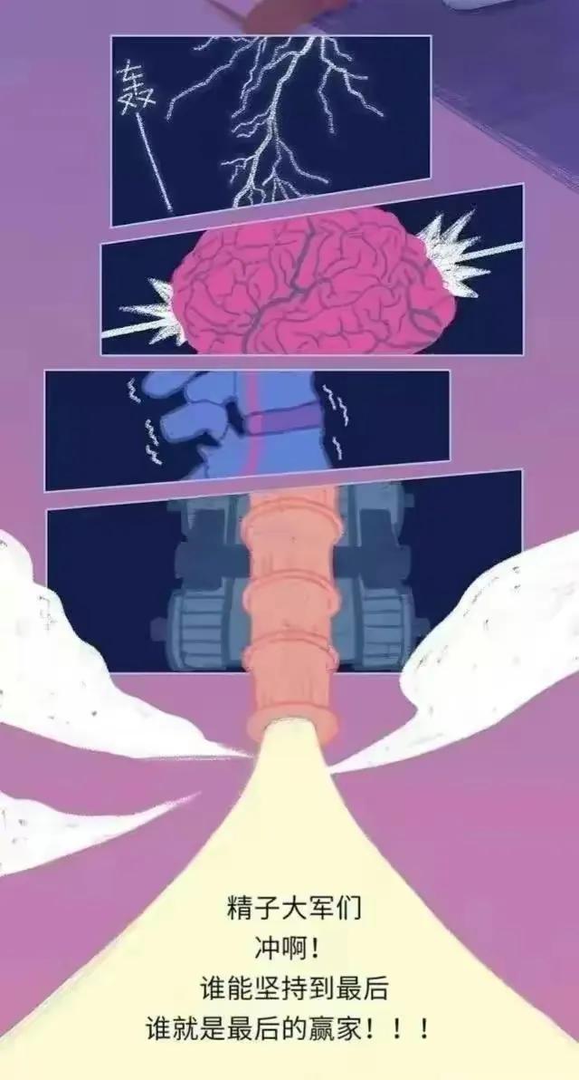 精子产生到成熟的过程,精子形成到受孕过程