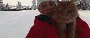 瑞士猫和俄罗斯猫,俄罗斯猫西伯利亚猫