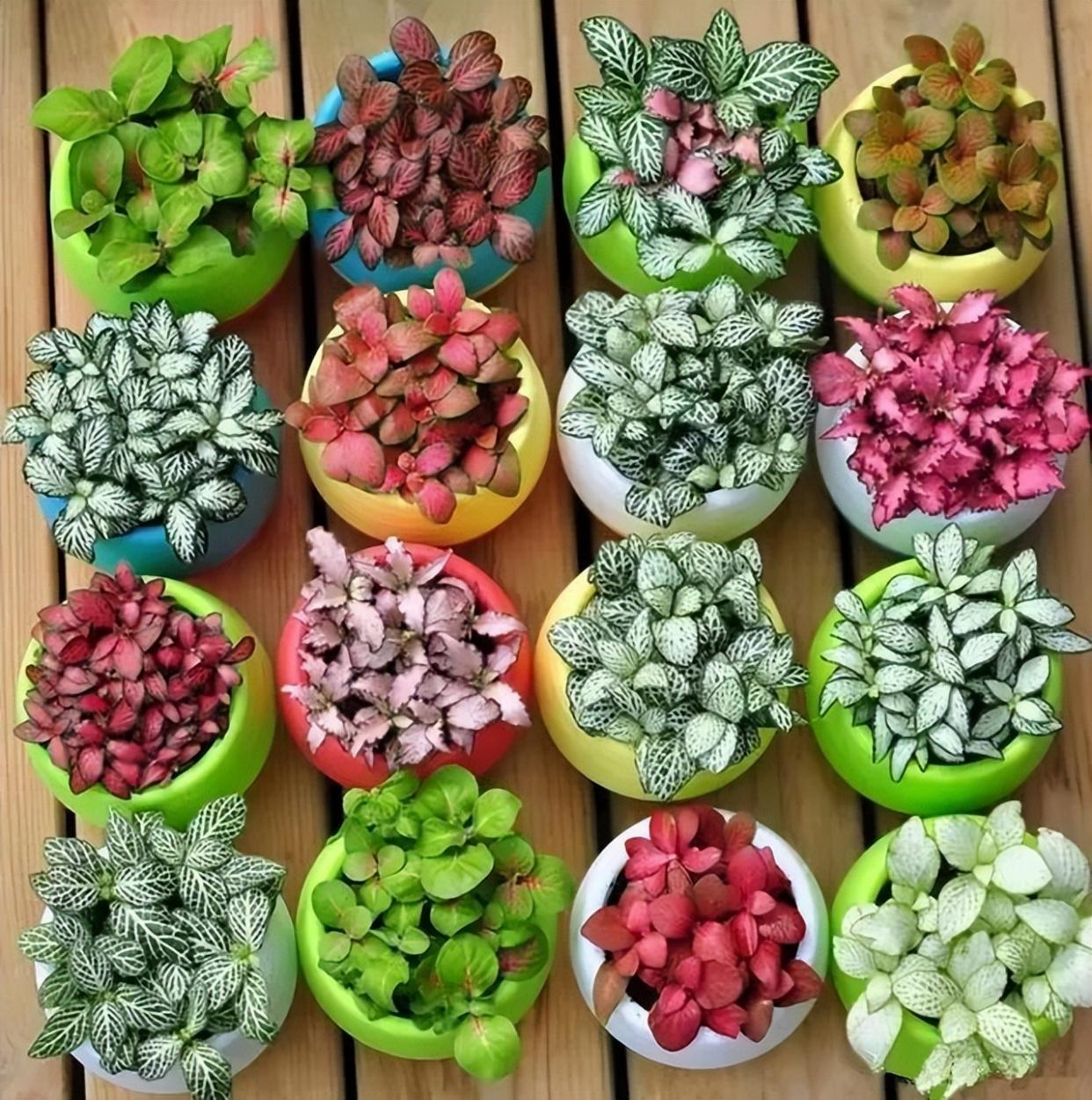 适合室内养的耐阴花和植物,什么花耐阴最好养不怕晒