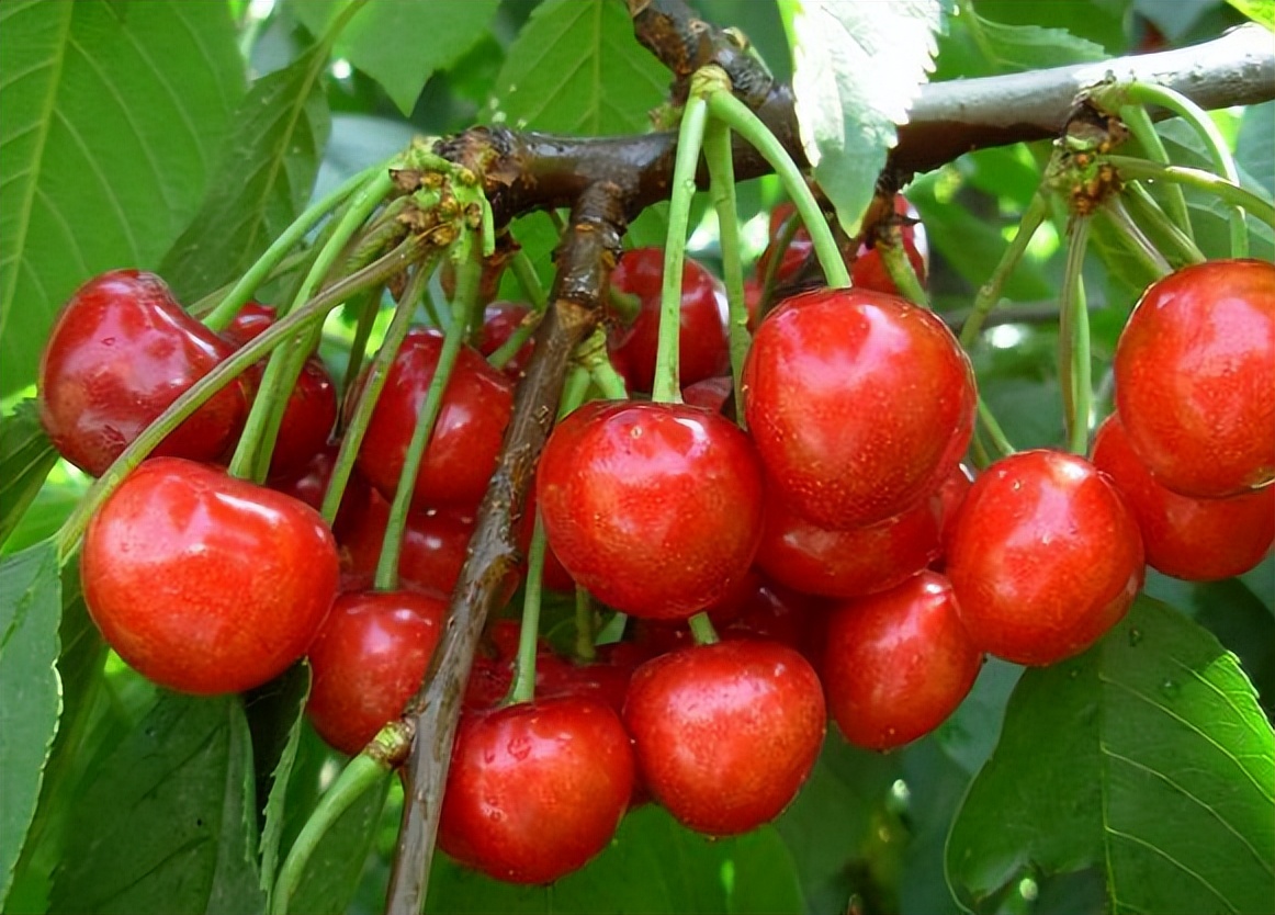 樱桃果实软腐是怎么回事?如何预防?