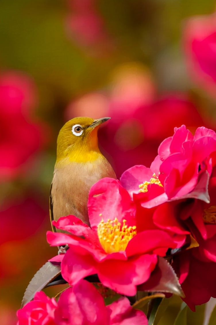 怎样起名字才带来好运,花草树木好听名字大全四个字