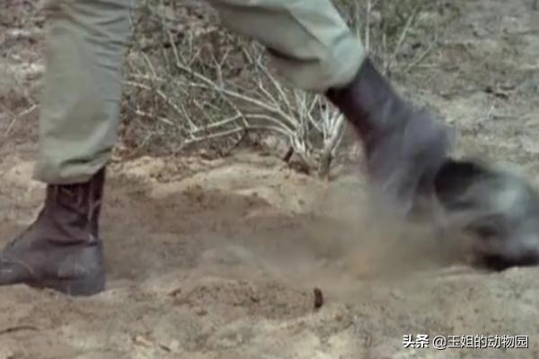 平头哥真的比狮子厉害吗,为什么平头哥连狮子都不怕