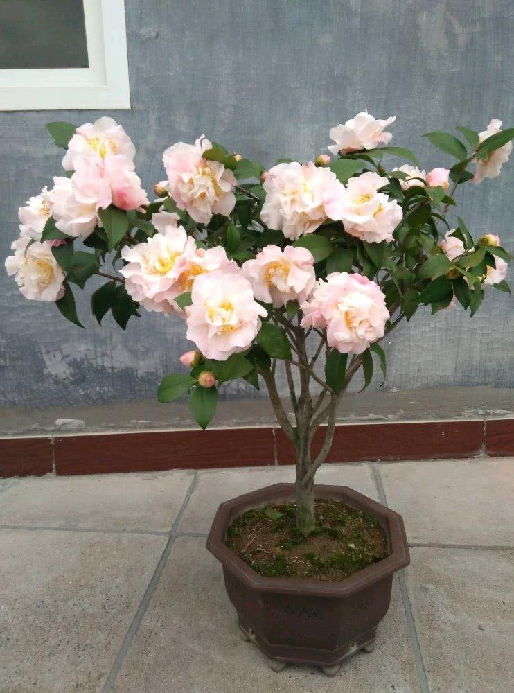 客厅养树十有九富,客厅十大吉祥树排名