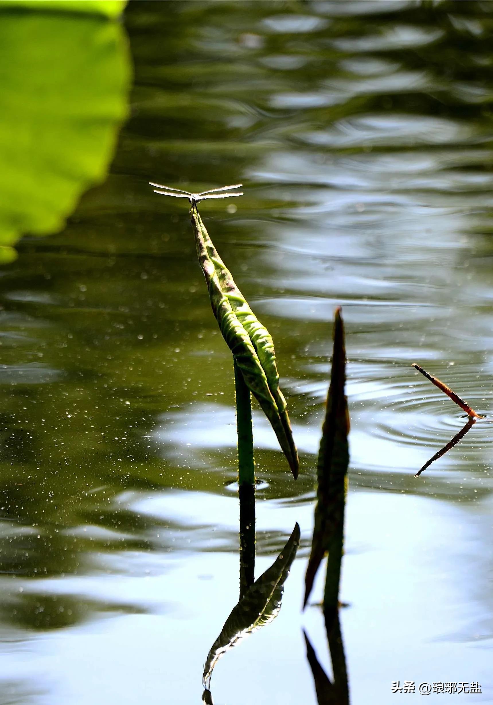 先秦两汉魏晋南北朝诗歌鉴赏,先秦两汉唐宋元明清古诗三百首