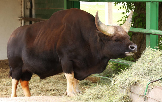 牛魔王闯进牛圈,云南牛魔王闯入农户牛圈