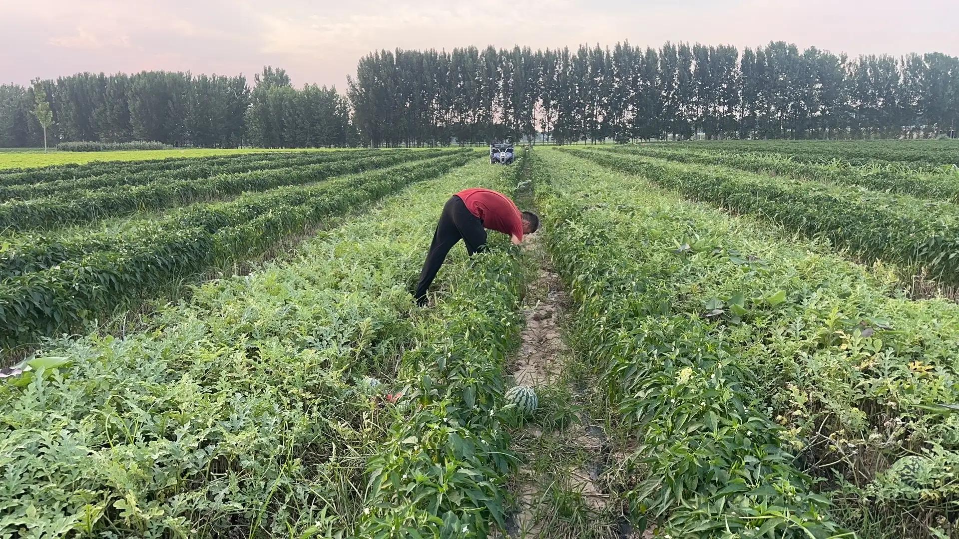 田园风光,田园风光诗词100首
