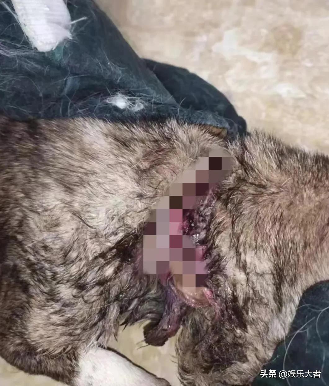 被虐待的网红狗现状,被虐待的网红狗现在怎么样了