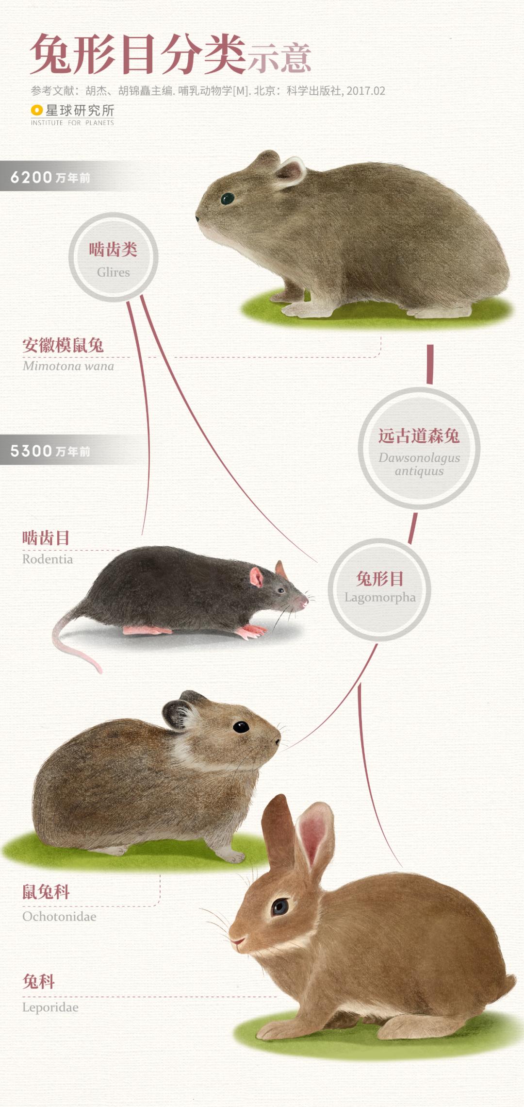 兔年来了,兔年来了怎么样