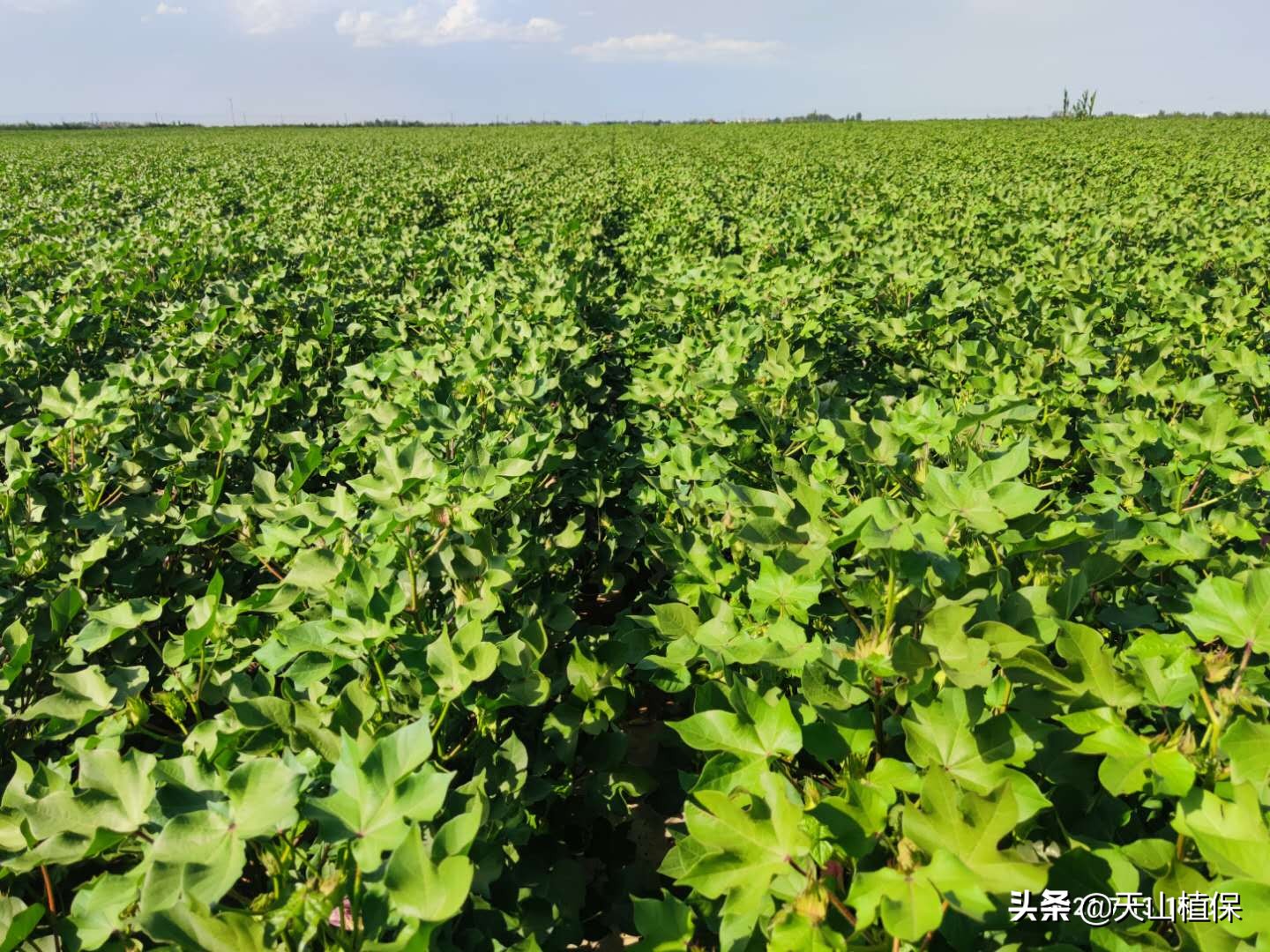 中国棉花价格走势分析,2017-2018年棉花行情