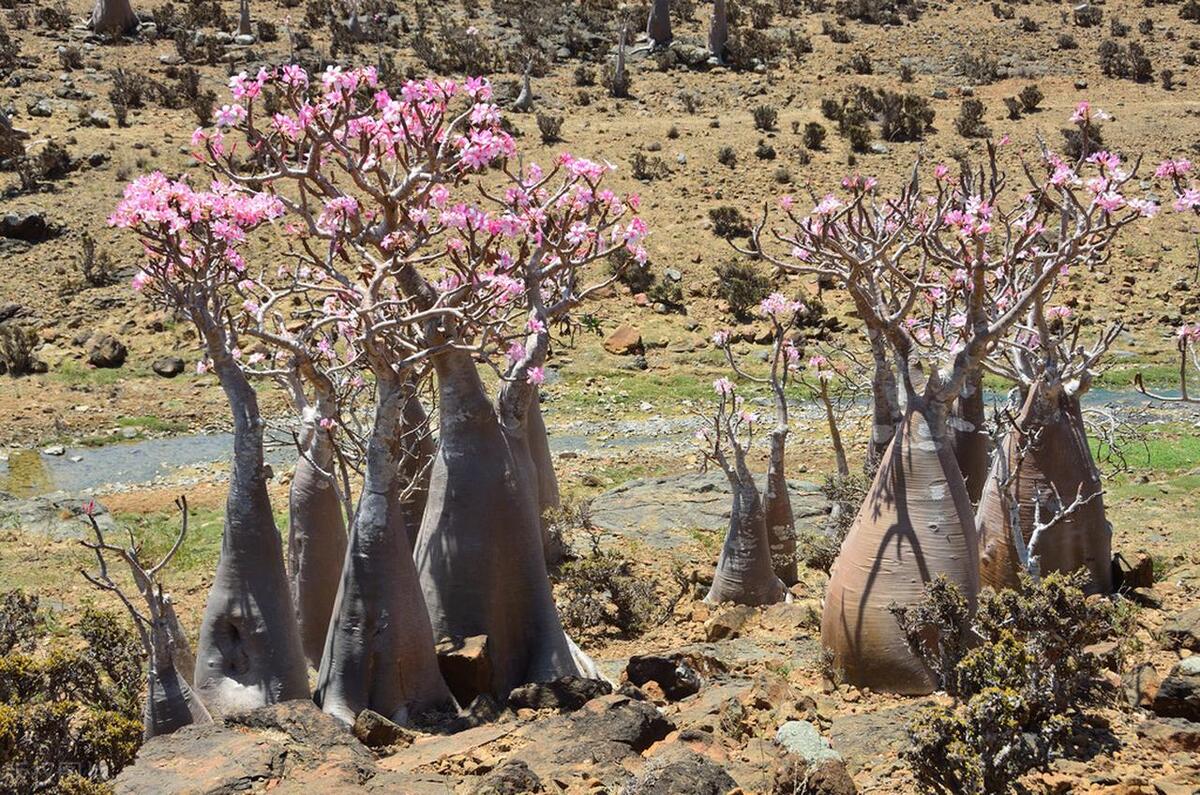 如何养沙漠玫瑰才能爆盆,沙漠玫瑰盆栽怎么养才能经常开花