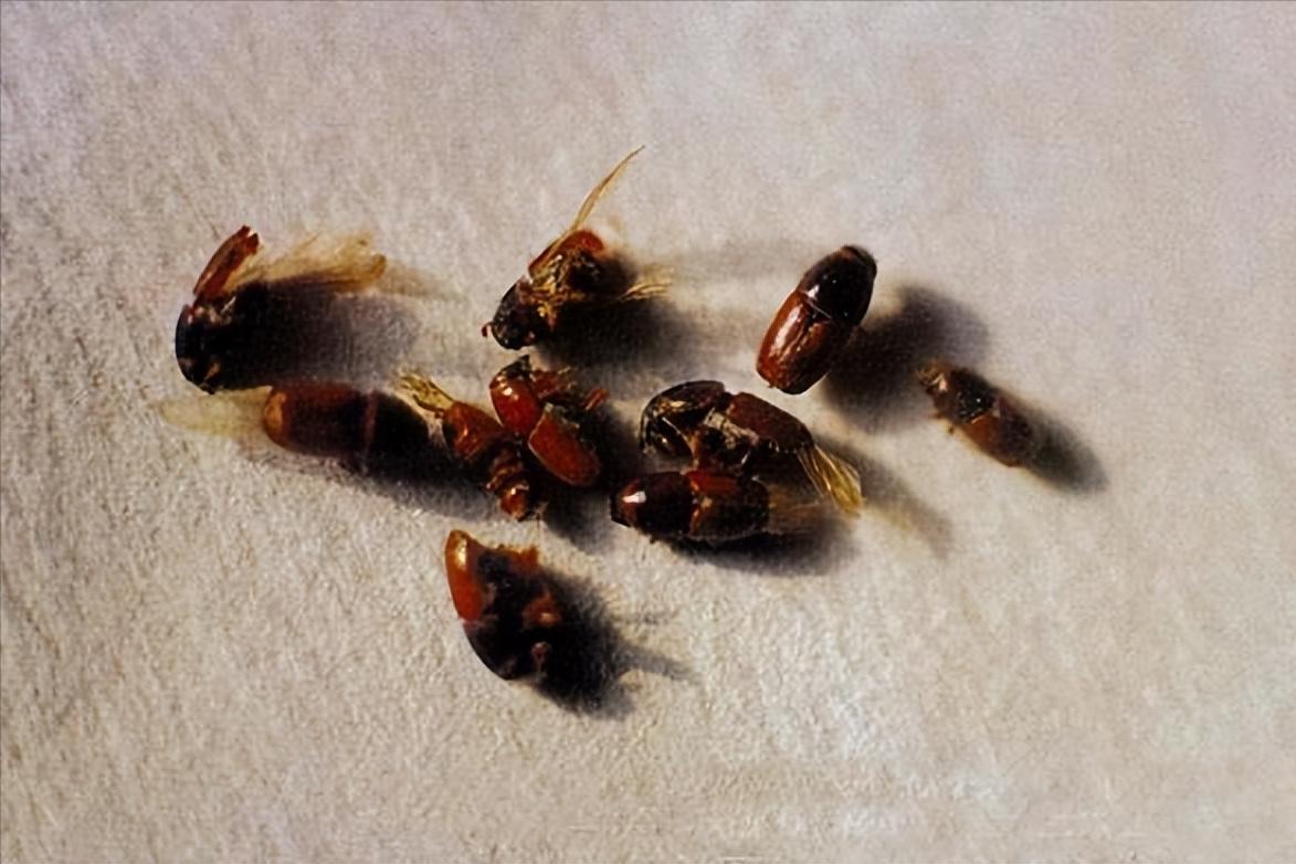 家里小蠹虫怎么彻底防治,卧室有特别小的虫怎么消灭