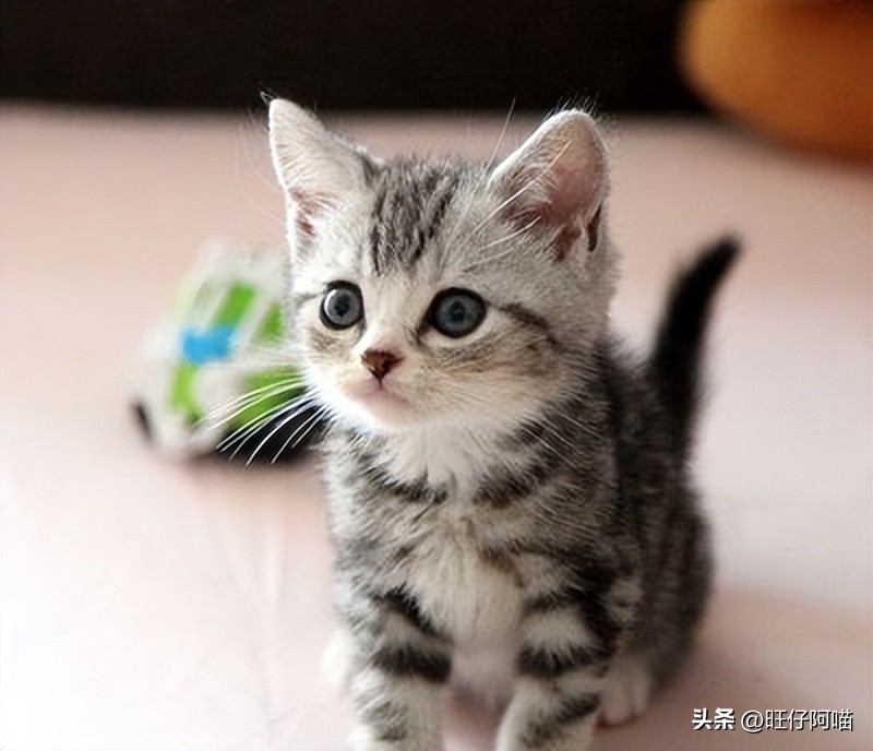 有哪些神奇的宠物猫咪品种,常见的宠物猫咪有哪些