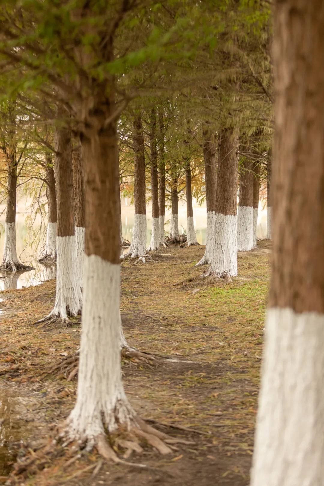 藏不住了！苏州四大宝藏公园，好拍又好玩