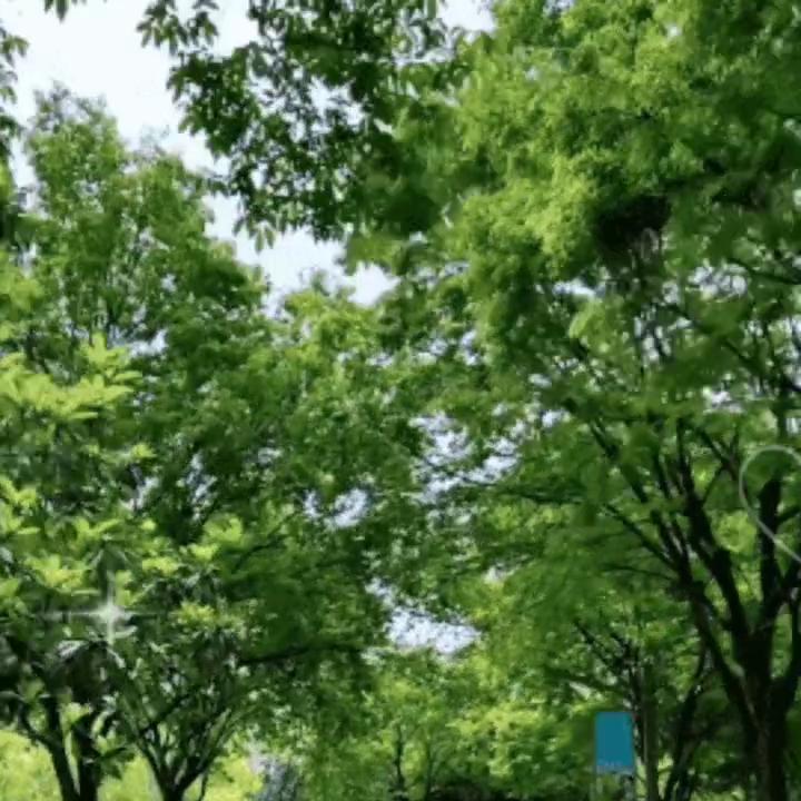 户外生存,户外行军蚁