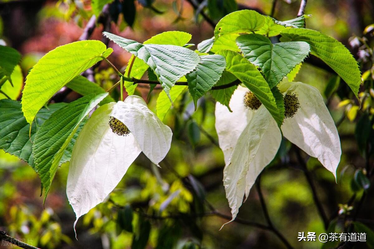 荥经茶马古道徒步线路,雅安荥经茶马古道穿越