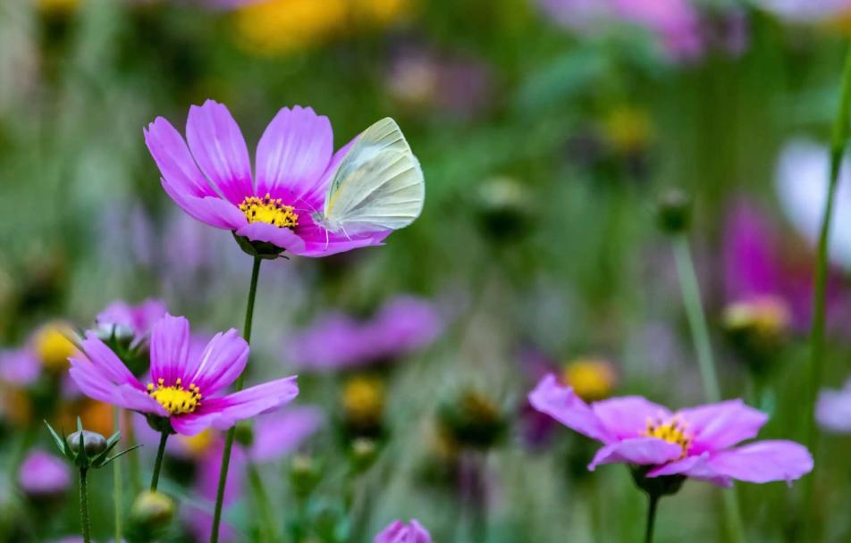 春暖花开赏古人诗词体味春日景象,关于春天花开美景的诗词