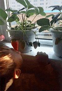 神回复的含义是什么,神回复的语句