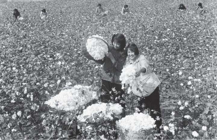 棉田记事：棉花不是花，但它比鲜花更美