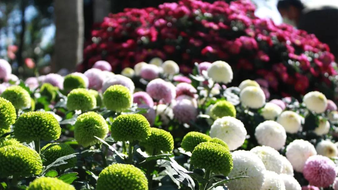 66万盆菊花东湖公园菊花展,东湖公园菊花展有哪些菊花