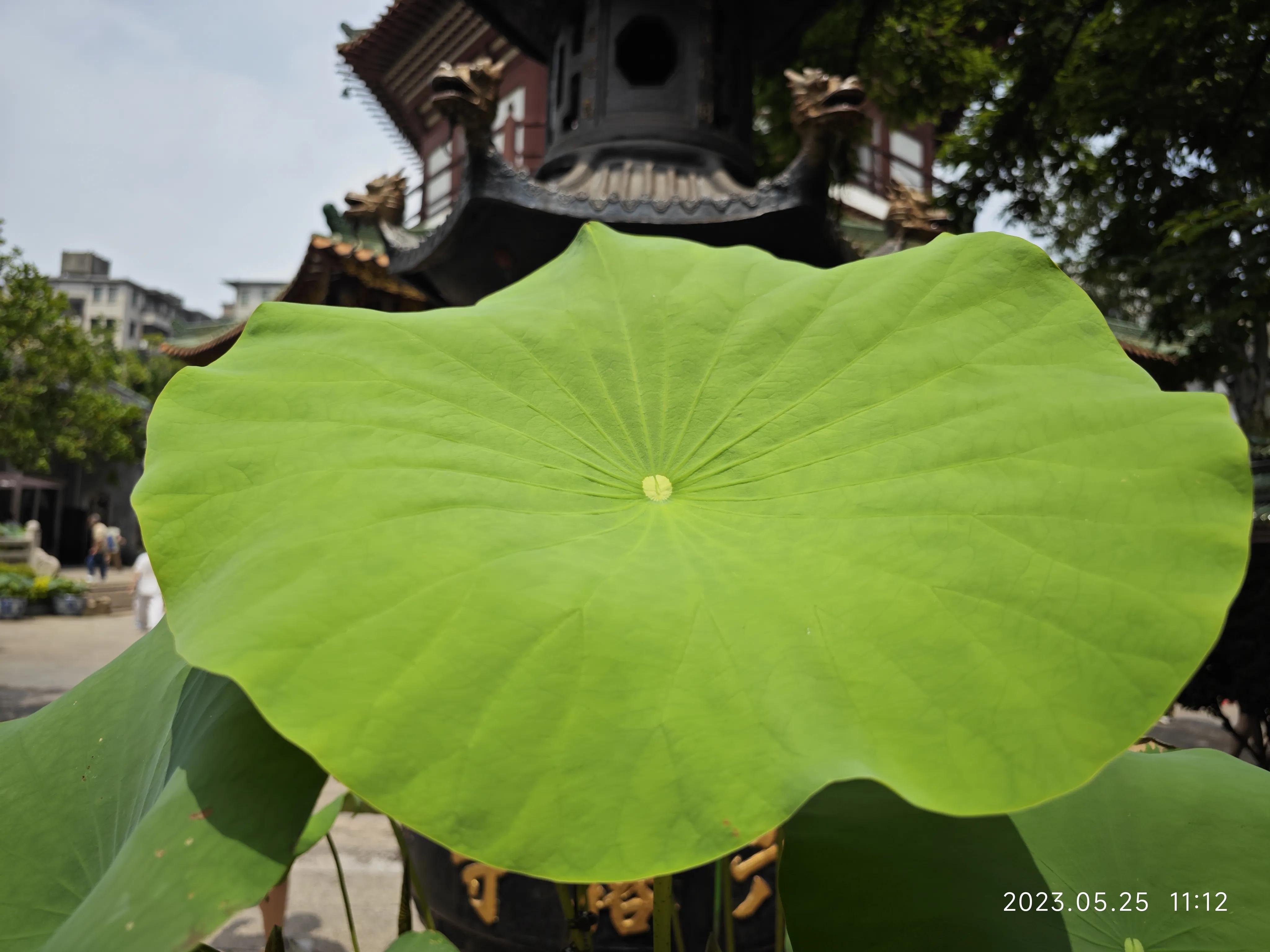 广州六榕寺求什么最灵,广州六榕寺传奇的寺庙