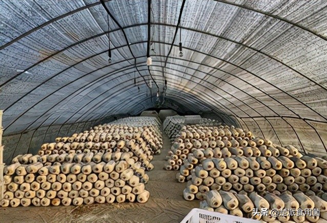 平菇菌袋多发病症的原因及对策