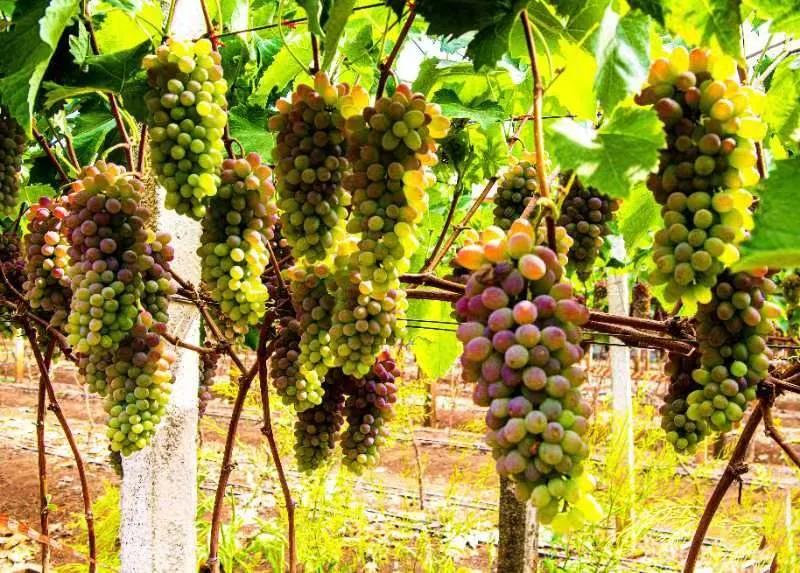 买基金是不是买久就不会亏,买基金凭感觉买最后都怎么样了