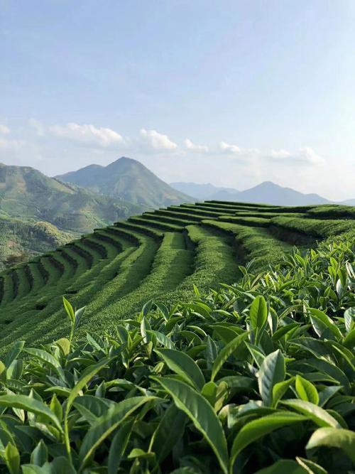 微三云贺龙--带你了解深度剖析：茶商O2O模式