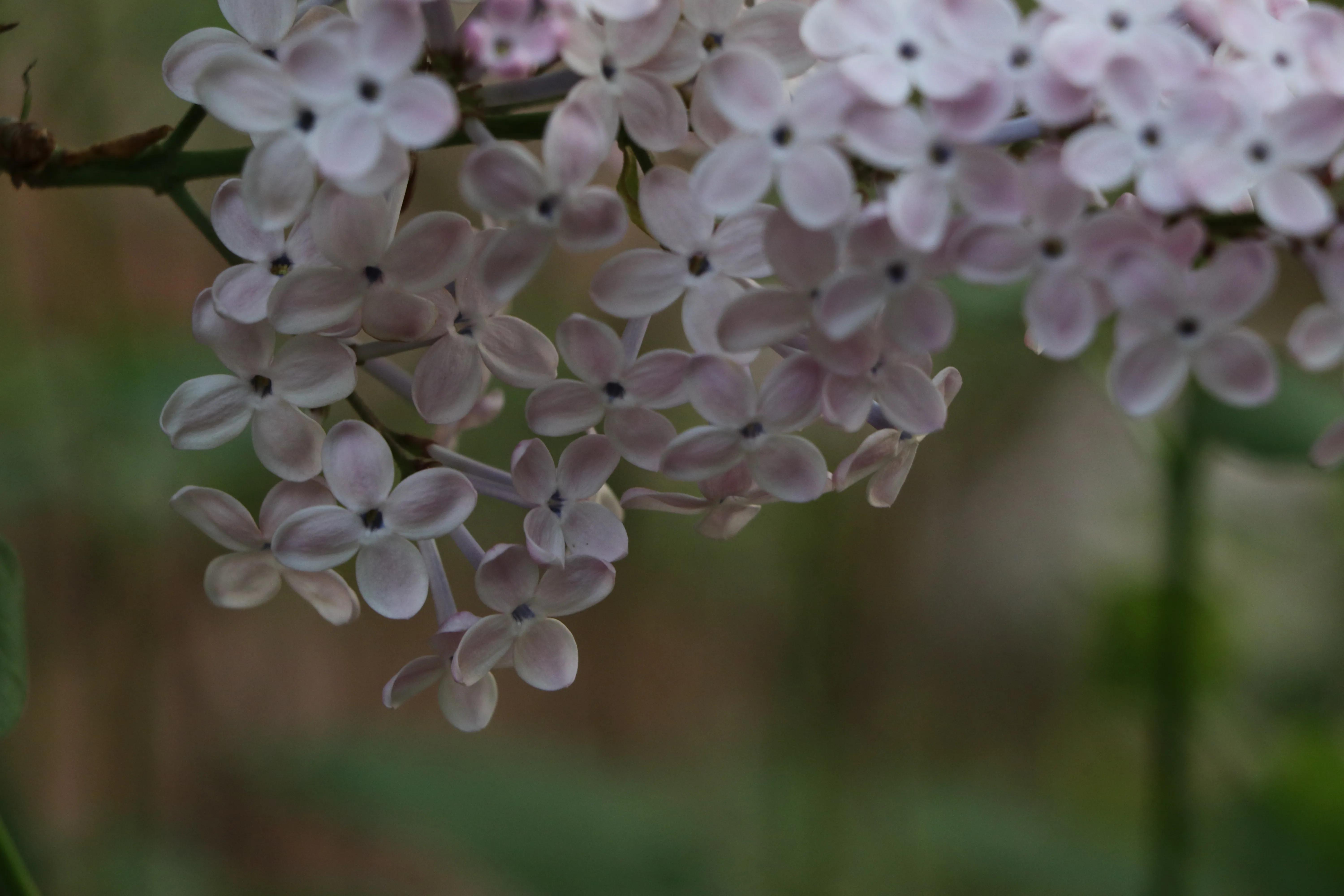 丁香花唯美诗句,丁香花唯美句子