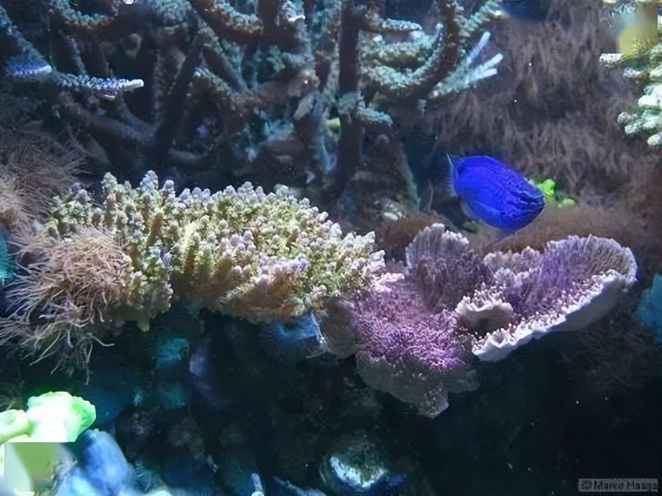 海水珊瑚缸鹦鹉螺,海水缸珊瑚视频大全