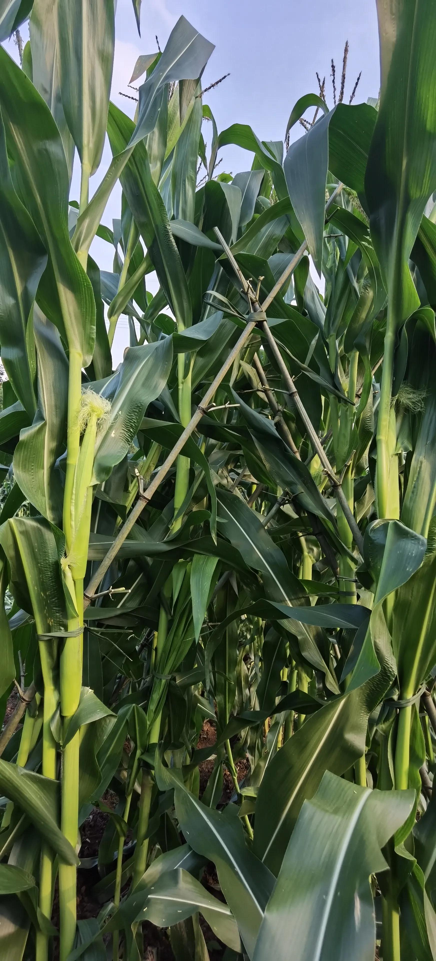 说农业是暴利行业的视频,农业种植暴利的原因有哪些