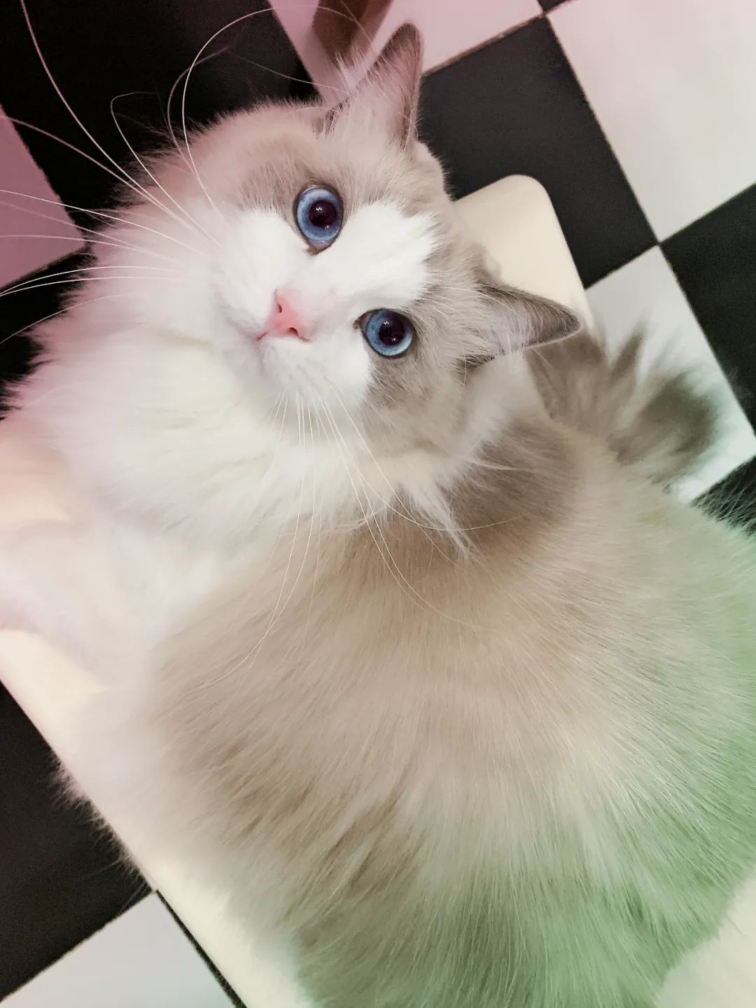 汤圆布偶猫,最好看的布偶猫汤圆