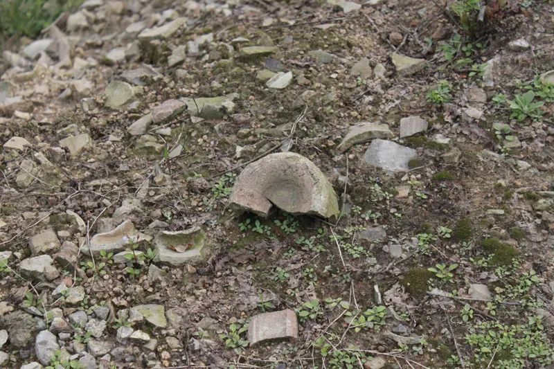 毛印科:探秘午芹“洞疙瘩”