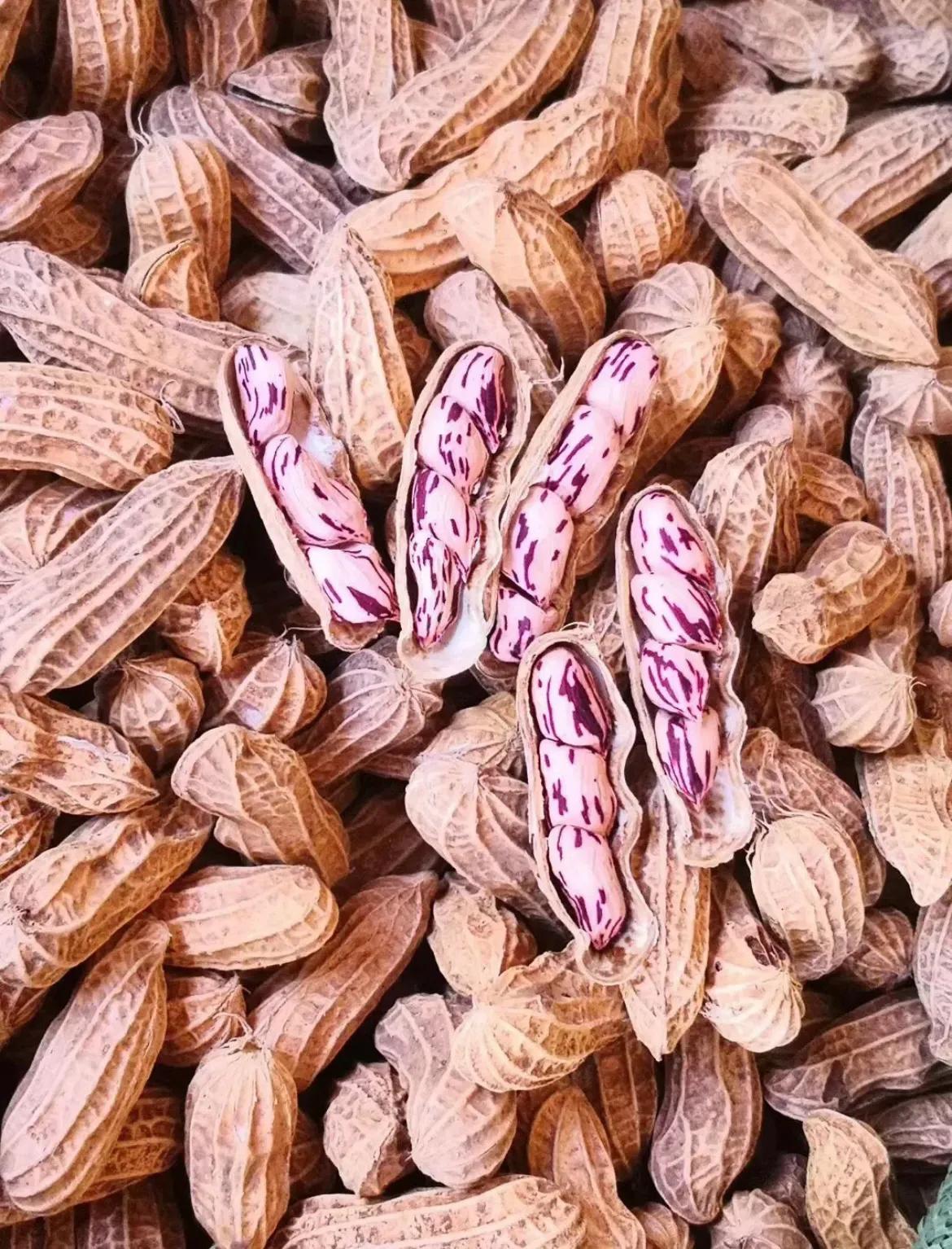 紫红花生和粉色的花生有区别吗,黑色花生和红色花生营养价值