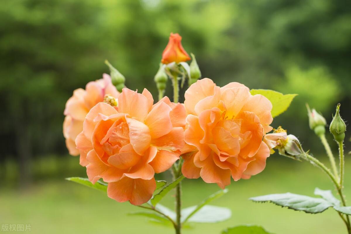 中国各地的市花一览表,中国城市的市花最多的是