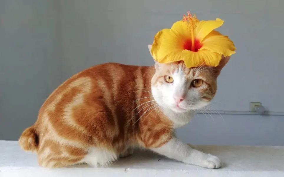 美短猫咪有几种品种,你了解的猫咪品种有几个