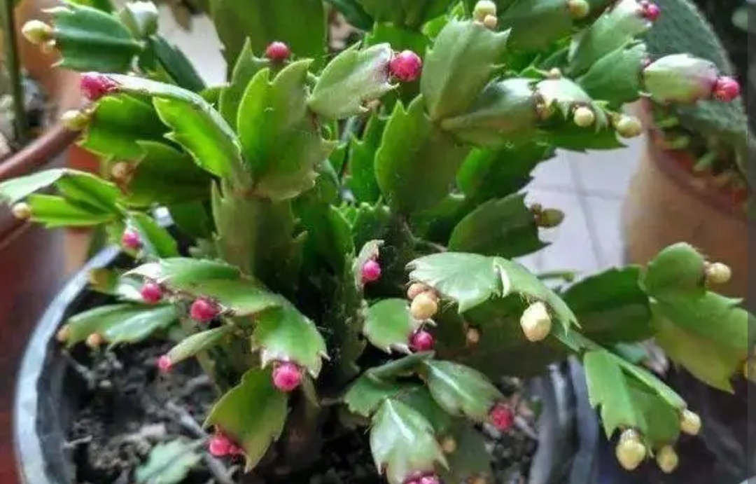 蟹爪兰叶子发软怎么解决,新买的蟹爪兰叶子发软可以捏下吗