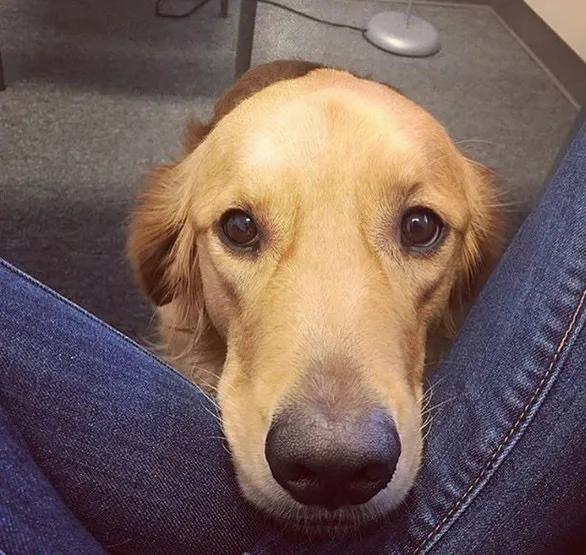 大金毛真的是太暖心了,大金毛到底有多可爱