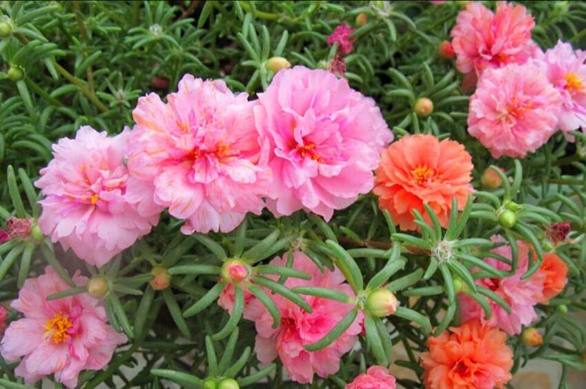 立夏已过进夏季,立夏已至百花齐放