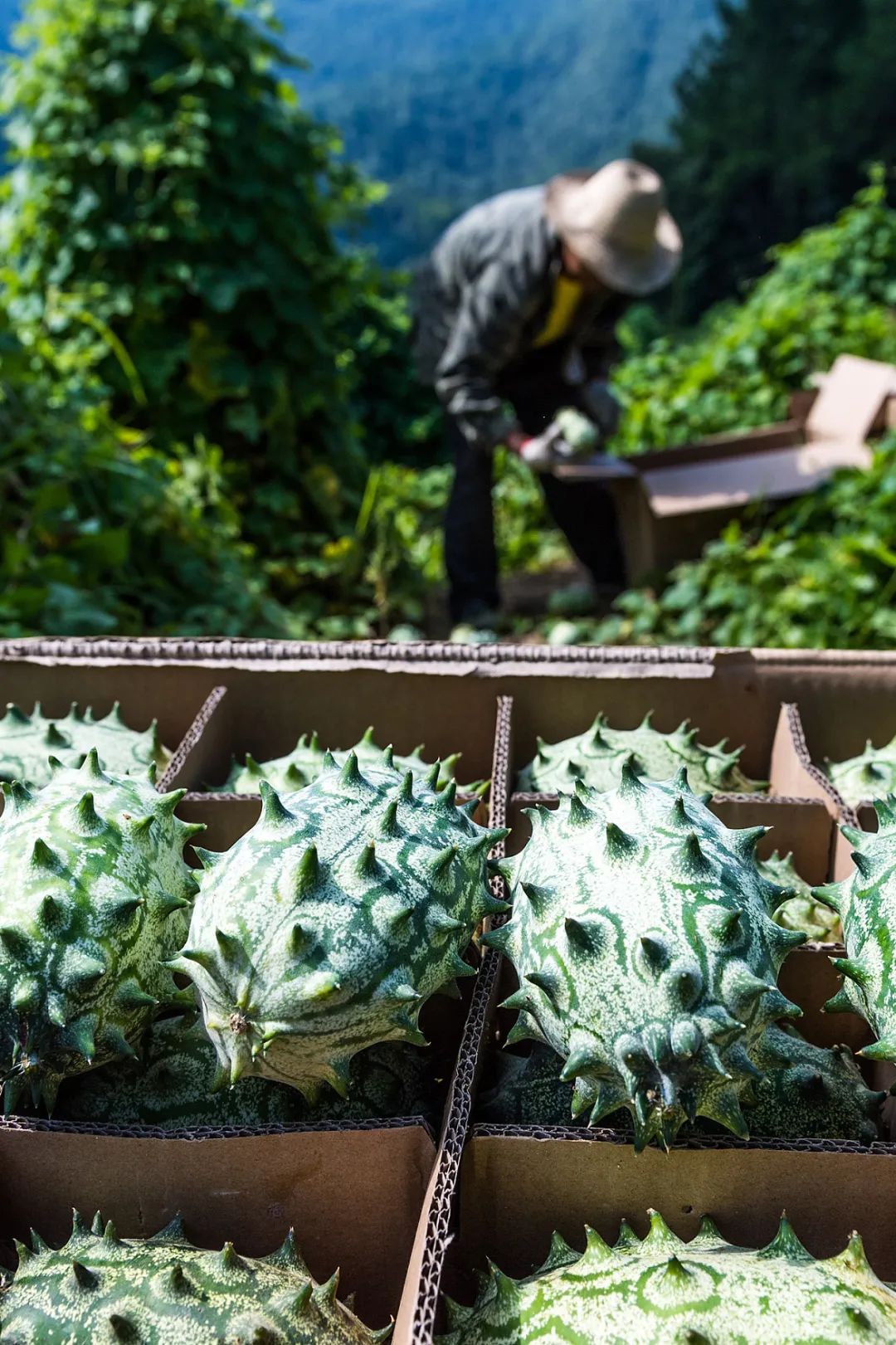 我国四大地理区域水果,中国什么地方热带水果多